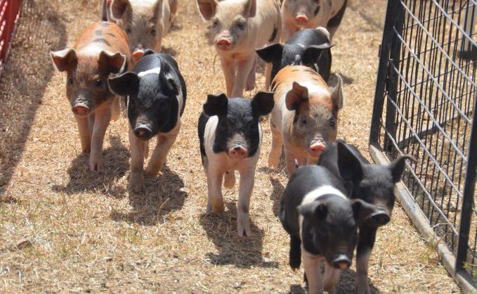 THE ATHLETES: The pigs have been training for this weekend's race.